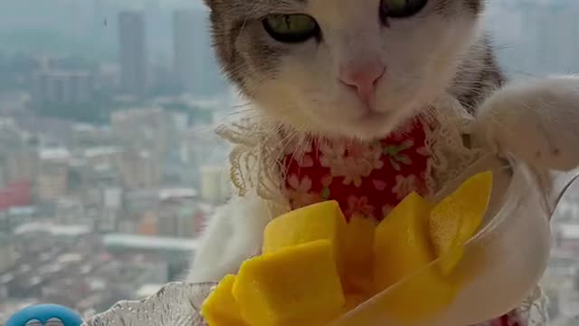 This cat can make jelly ramen! Would you like a copy?