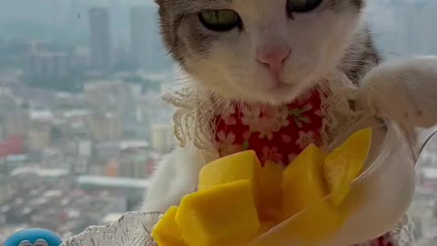 This cat can make jelly ramen! Would you like a copy?