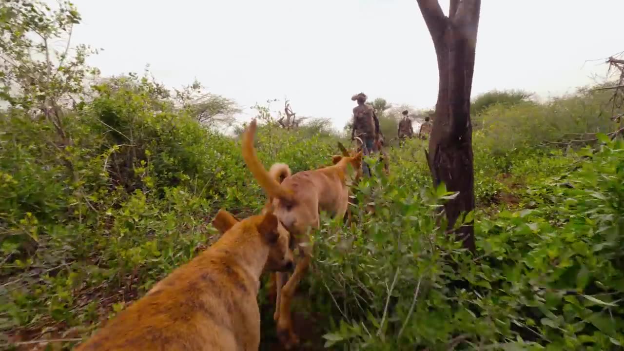 Hunting and Eating Rare African Animals with the Hadza Tribe!!