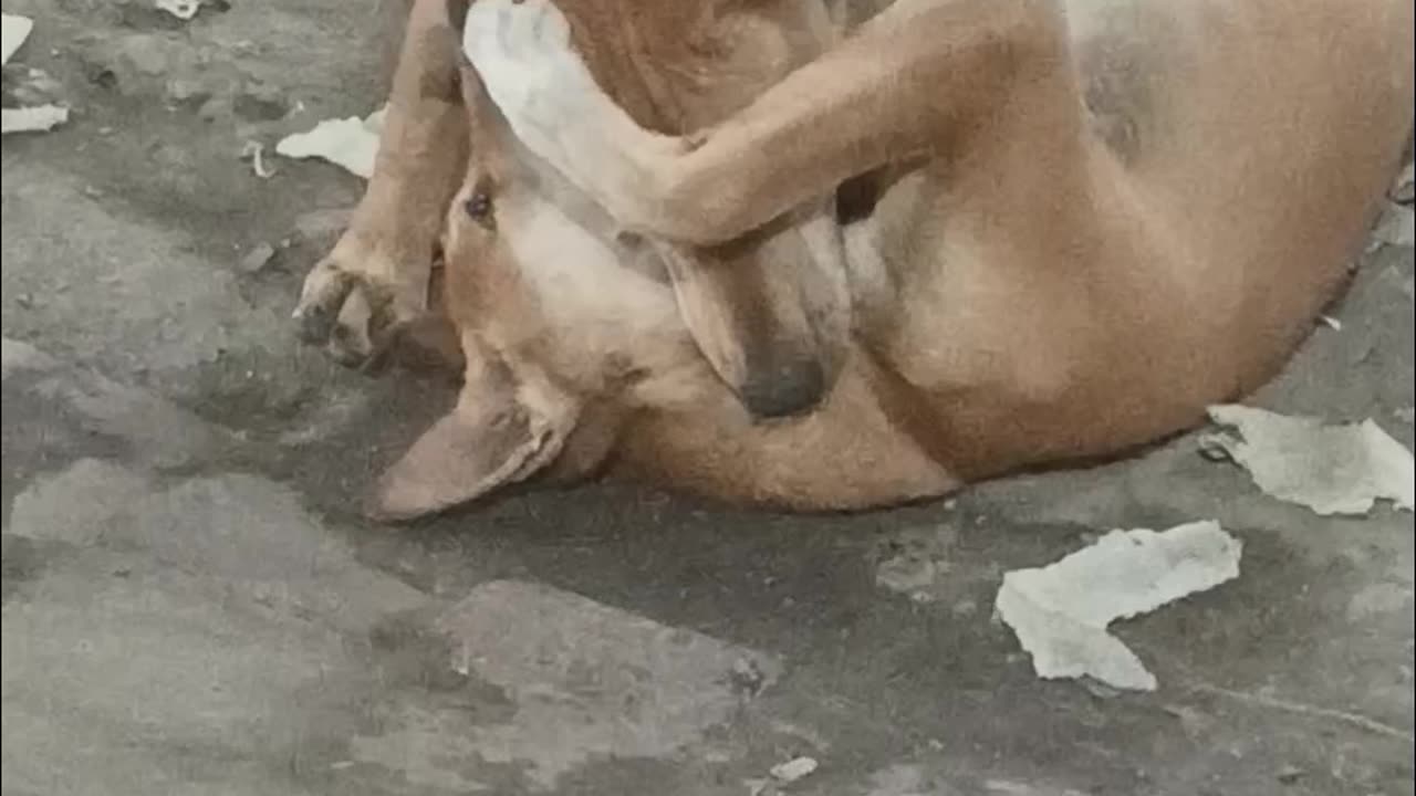 Dog