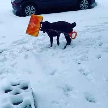SPINNY DOG WITH SHOVEL.mp4