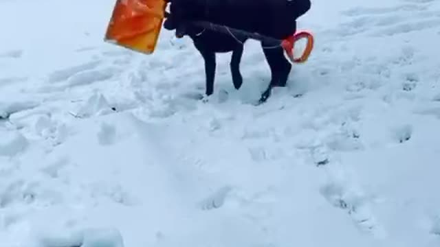 SPINNY DOG WITH SHOVEL.mp4