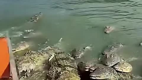 A Shoal of Crocodiles