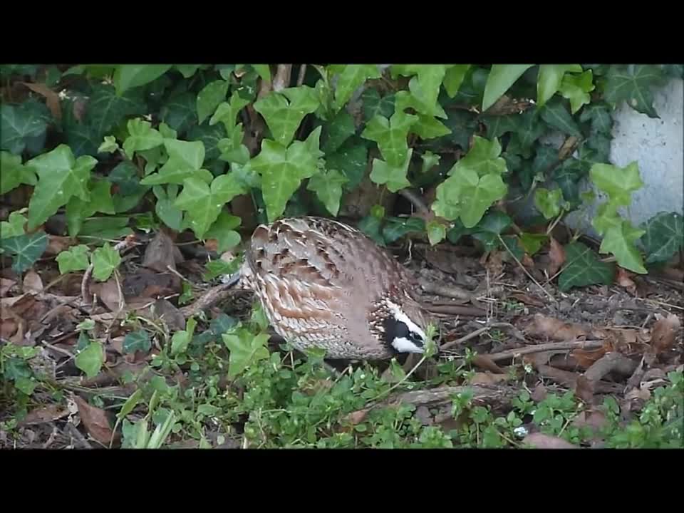 Birding Cape May USA