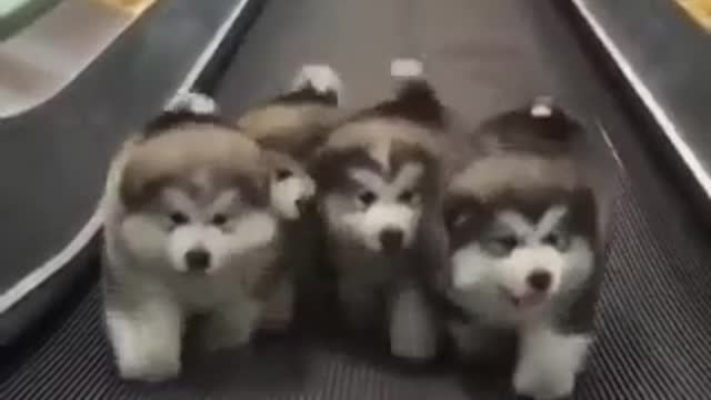 Cutest puppies daily routine