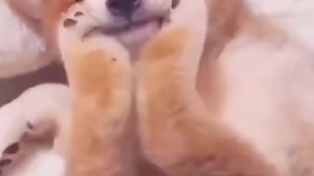 Funny Animal Videos 2022 😂 - Funniest Cats And Dogs Videos 😺😍 #39