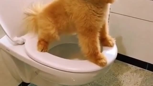 Smart Dog on the Toilet