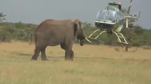 ELEPHANT DARES THE HELICOPTER VERY FUNNY VIDEO 😂😂😂😂😂😁 😂😆