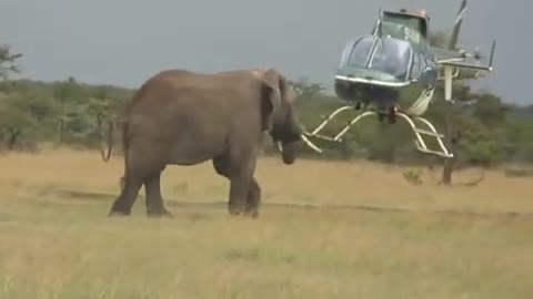 ELEPHANT DARES THE HELICOPTER VERY FUNNY VIDEO 😂😂😂😂😂😁 😂😆