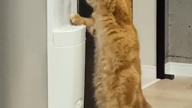 #thirstycat