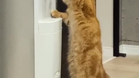 #thirstycat