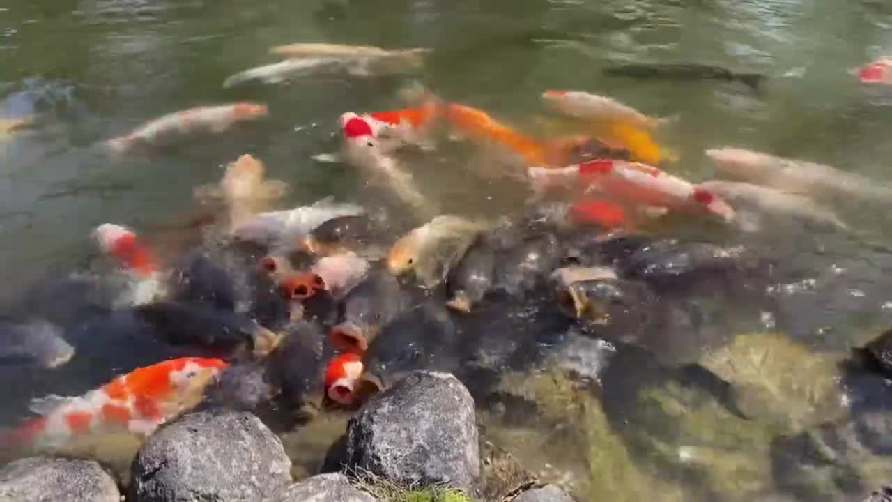 「Carp Attack？」 【Nara Deer Park, Japan 奈良 鹿】