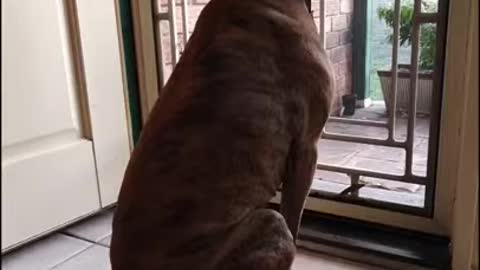 Funny dog video