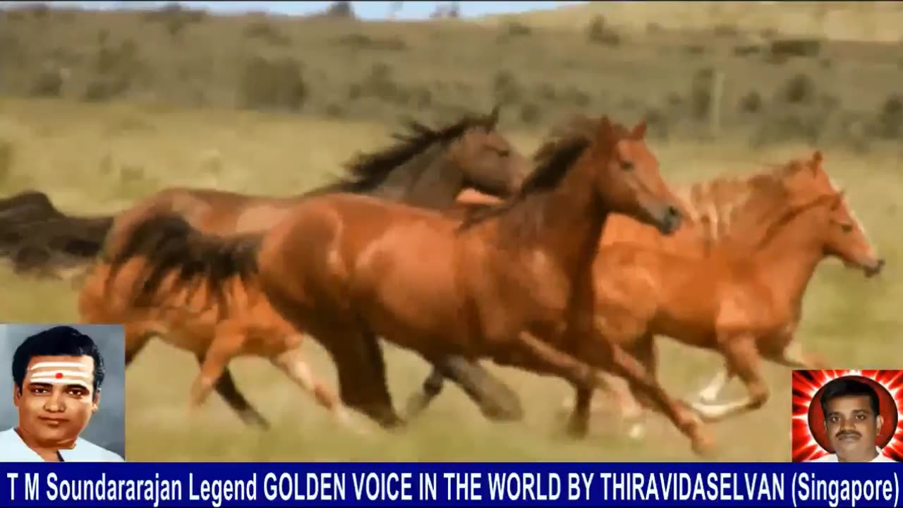 Old Is Gold (evergreen) T M Soundararajan Legend Vol 232 Horse Song 5