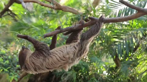 Snooze Sloth