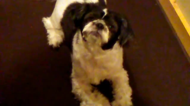 Max being Max... funny little man