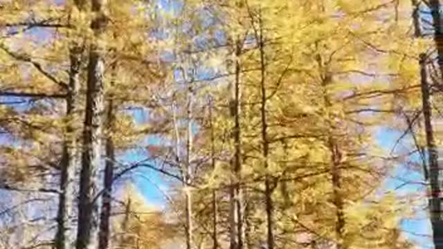 A walk through the beautiful autumn forest.