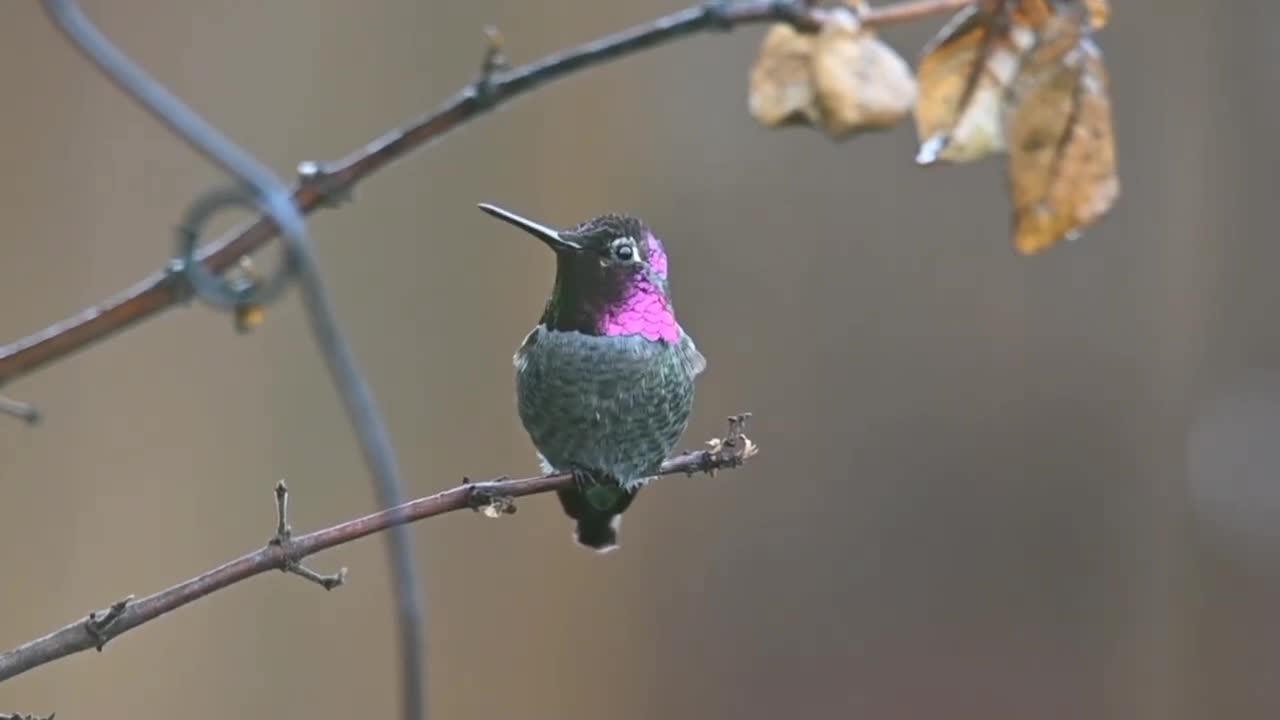 Nature Birds Life