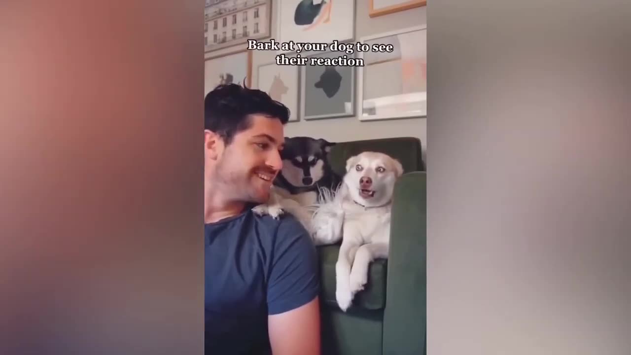 😂 Funniest Cats and Dogs Videos 😺🐶 #19