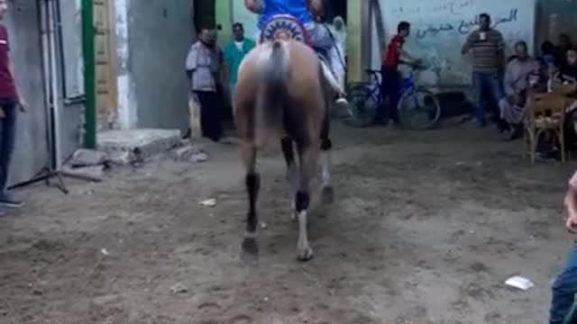 Dancing the authentic Arab horses to popular music in an Egyptian village(3)