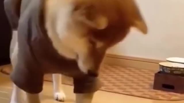 LOVELY DOG PLAY HIS TOY