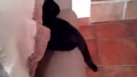 Little cat Big heartS