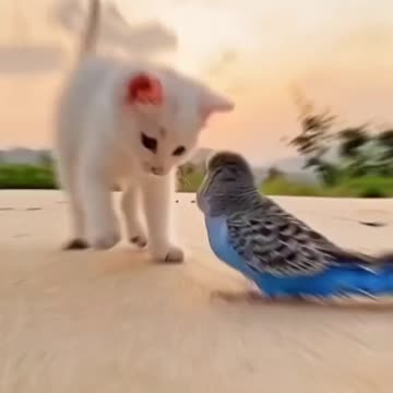 Cat and Parrot Funny Video
