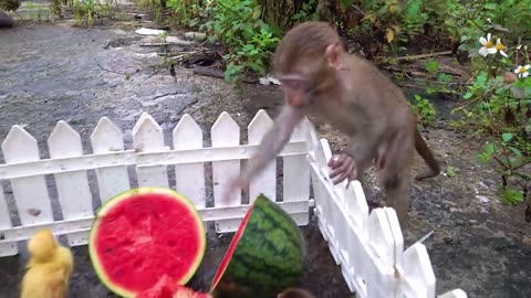 Happy monkey with rabbit and duck Animal