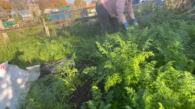 November Planting and Harvesting at the allotment