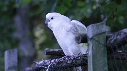 Wildlife Natutre Birds