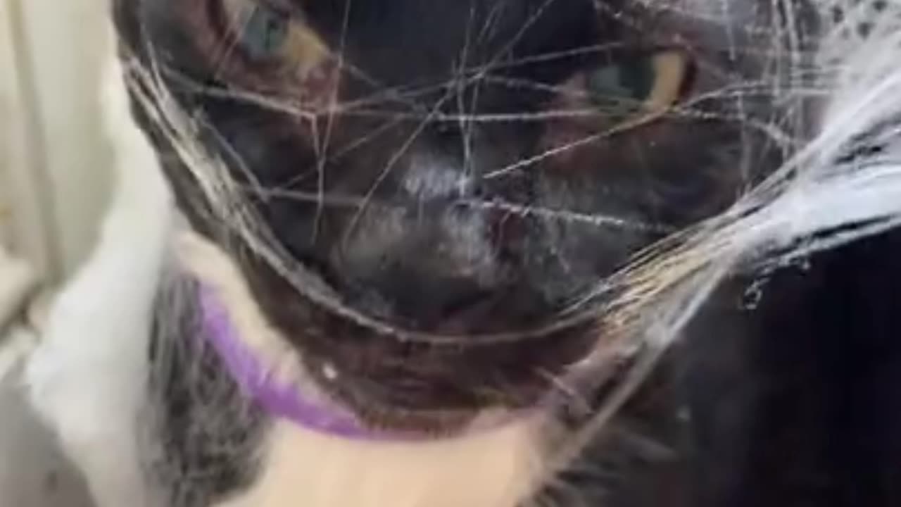 "Catnip Chronicles: Cats in Playtime Paradise"
