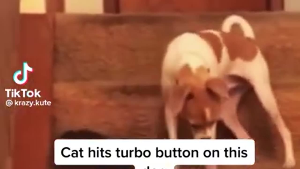 Funny cat slaps dog videos complation 2022