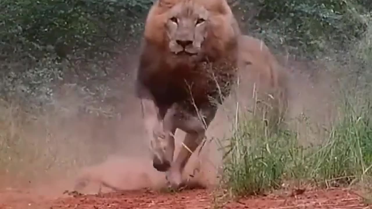Animal video#animalvideo#animal#lion