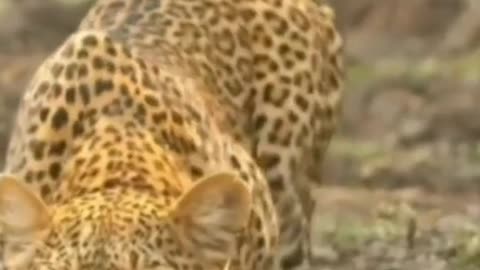 He disappeared and finally gave up running after the leopard