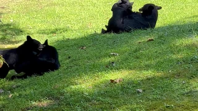 Family of Bears Playing in the Grass