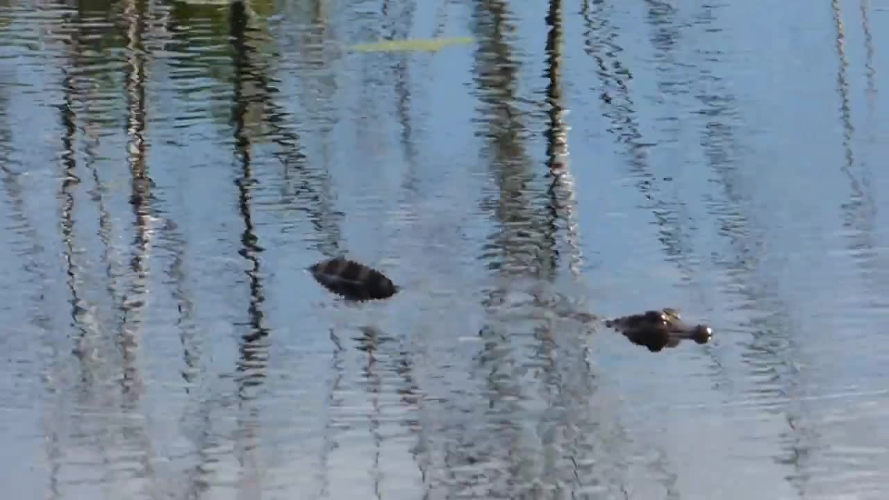 Baby gator swimming in the water.