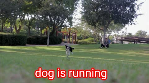 Very good dog 💓💓💓
