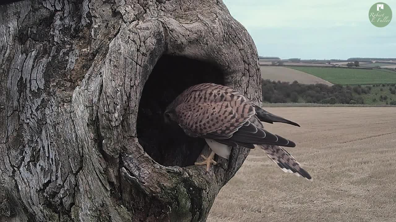 Barn Owl v Kestrel | Howard the Rescue Barn Owl takes on the Fotherdale Kestrel Pair