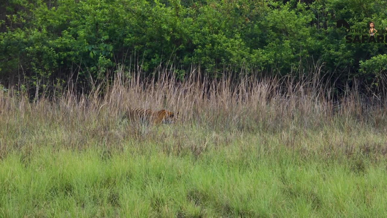 4K | Caught on Camera | Tiger Territory Fight | Animal Fight - Tadoba Tiger Reserve #viral