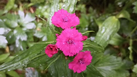 Sweet William