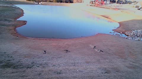The Pond