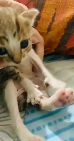 Sweet cute baby kittens