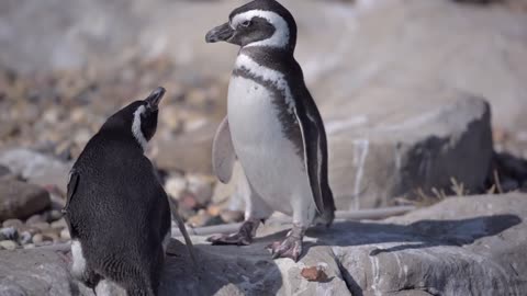 The cute little penguin hesitated for a long time before jumping into the water