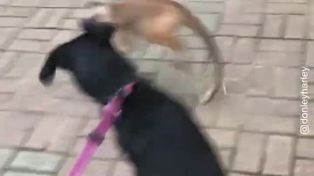 Capuchin Monkey Teasing & Playing with Dog