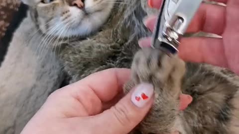 Cute and funny cat video.