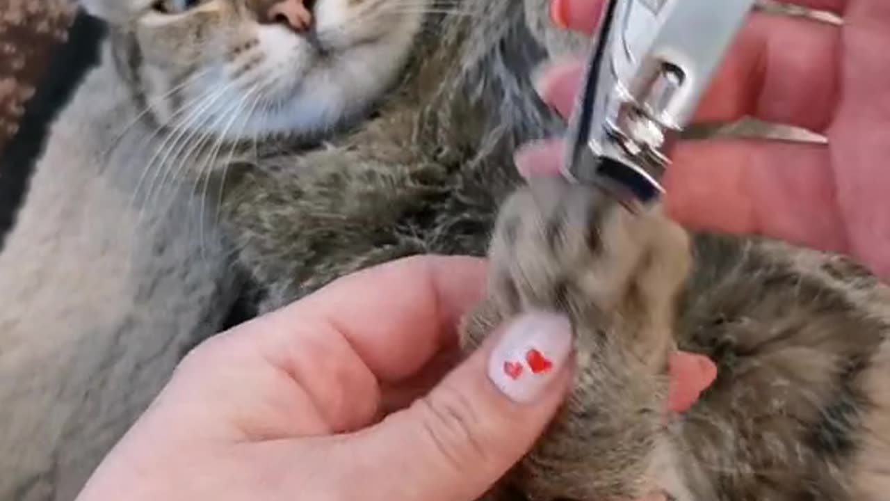 Cute and funny cat video.