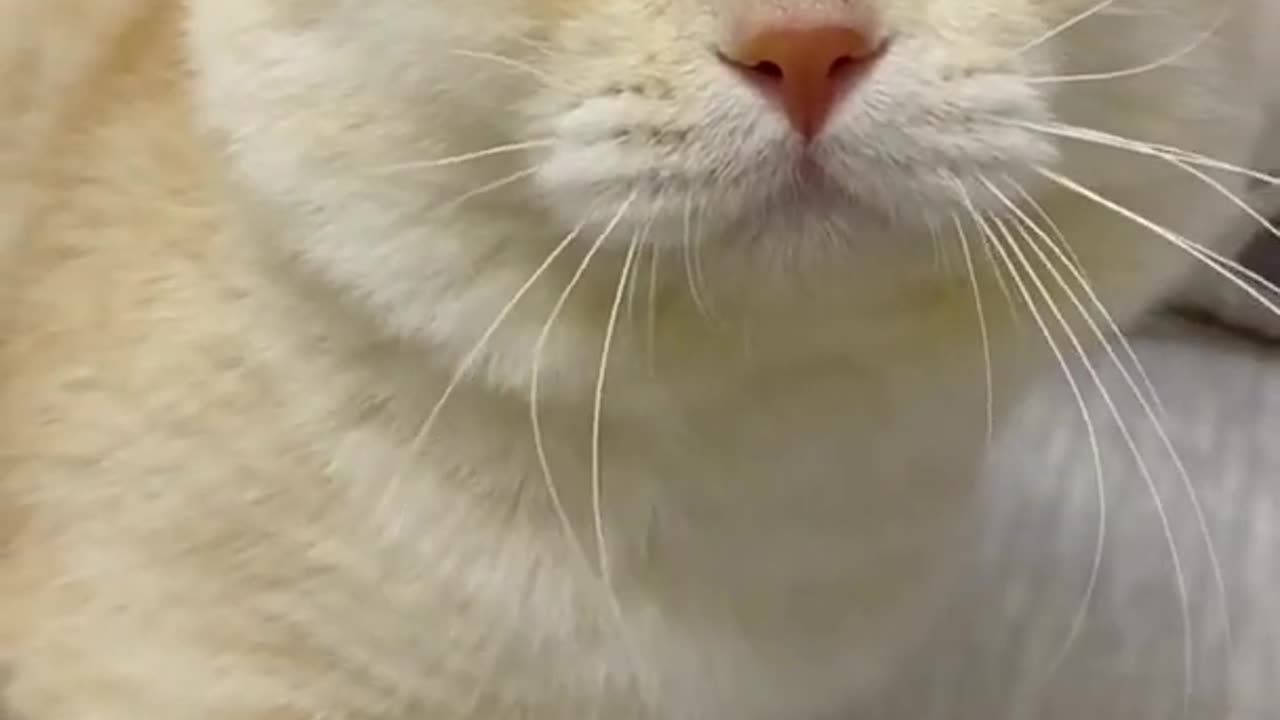 Funny cat video