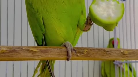 Parrot talk very smart