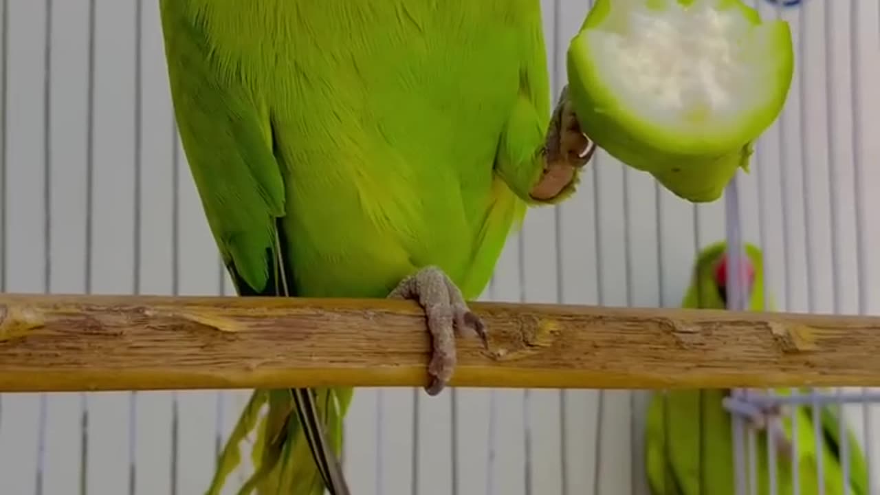 Parrot talk very smart