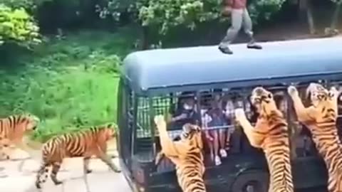 Tiger attack